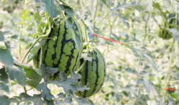 近日爆料网红吃瓜,揭秘幕后真相，网友热议不断